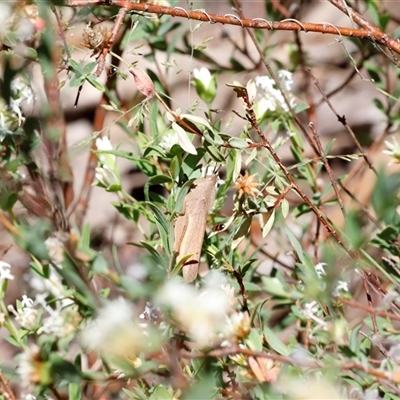 Unidentified Grasshopper (several families) at Kaputar, NSW - 19 Dec 2024 by JimL