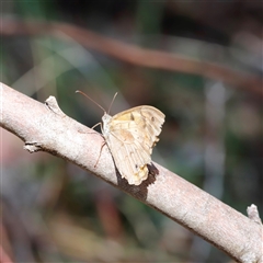 Heteronympha merope at Kaputar, NSW - 19 Dec 2024 by JimL