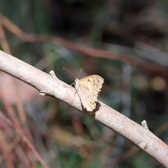 Heteronympha merope at Kaputar, NSW - 19 Dec 2024 03:18 PM