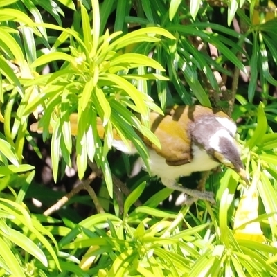 Entomyzon cyanotis (Blue-faced Honeyeater) at Narrabri, NSW - 19 Dec 2024 by JimL