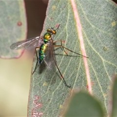 Dolichopodidae (family) (Unidentified Long-legged fly) at McKellar, ACT - 11 Nov 2024 by AlisonMilton