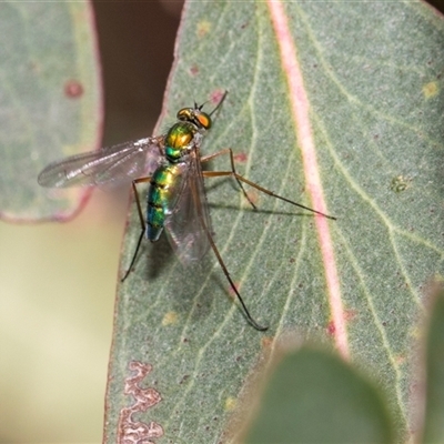 Unidentified Long-legged Fly (Dolichopodidae) at McKellar, ACT - 11 Nov 2024 by AlisonMilton