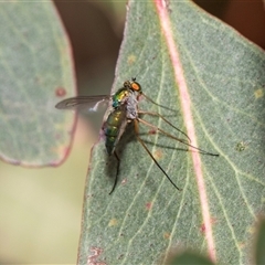 Dolichoderinae (subfamily) at McKellar, ACT - 11 Nov 2024 01:08 PM