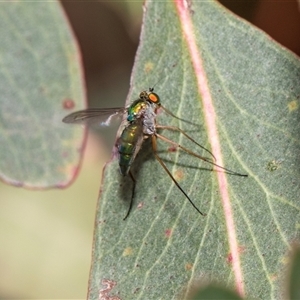 Dolichoderinae (subfamily) at McKellar, ACT - 11 Nov 2024 01:08 PM