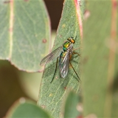 Dolichopodidae (family) at McKellar, ACT - 11 Nov 2024 01:08 PM