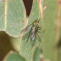 Dolichoderinae (subfamily) at McKellar, ACT - 11 Nov 2024