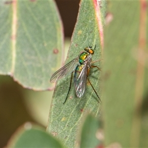 Dolichoderinae (subfamily) at McKellar, ACT - 11 Nov 2024 01:08 PM