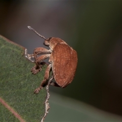 Gonipterus scutellatus (Eucalyptus snout beetle, gum tree weevil) at McKellar, ACT - 11 Nov 2024 by AlisonMilton