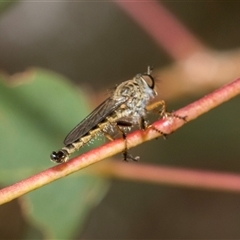 Cerdistus sp. (genus) (Slender Robber Fly) at McKellar, ACT - 11 Nov 2024 by AlisonMilton