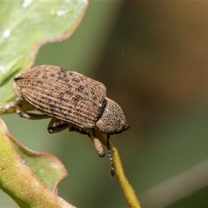 Rhinaria sp. (genus) at McKellar, ACT - 11 Nov 2024