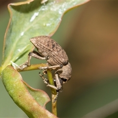 Rhinaria sp. (genus) at McKellar, ACT - 11 Nov 2024