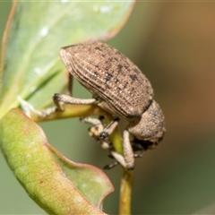 Rhinaria sp. (genus) at McKellar, ACT - 11 Nov 2024