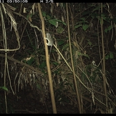 Unidentified Mammal at Lorne, NSW - 10 Dec 2024 by Butlinz