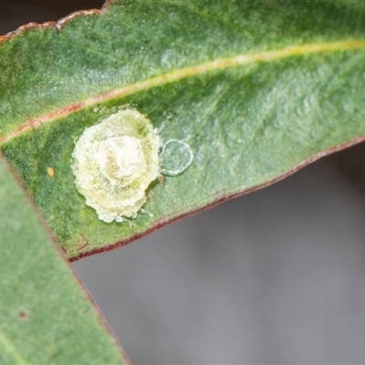 Glycaspis sp. (genus) (Unidentified sugary lerp) at McKellar, ACT - 11 Nov 2024 by AlisonMilton