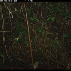 Eopsaltria australis at Lorne, NSW - 9 Dec 2024 08:02 AM