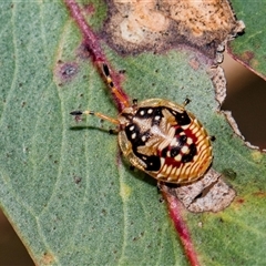 Anischys luteovarius at McKellar, ACT - 11 Nov 2024 by AlisonMilton