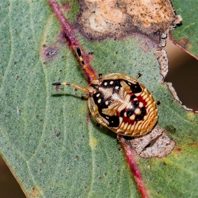 Anischys luteovarius (A shield bug) at McKellar, ACT - 11 Nov 2024 by AlisonMilton