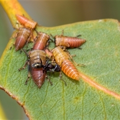 Eurymela sp. (genus) (Gumtree hopper) at McKellar, ACT - 11 Nov 2024 by AlisonMilton