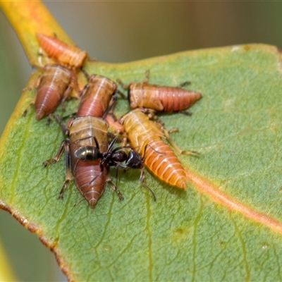 Eurymela sp. (genus) (Gumtree hopper) at McKellar, ACT - 11 Nov 2024 by AlisonMilton