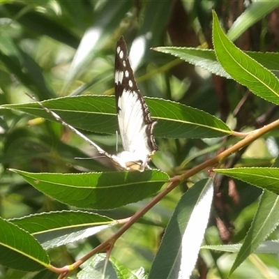 Charaxes sempronius (Tailed Emperor) at Braidwood, NSW - 19 Dec 2024 by MatthewFrawley