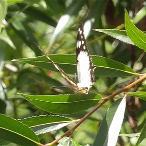 Charaxes sempronius at Braidwood, NSW - 19 Dec 2024