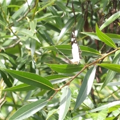 Charaxes sempronius at Braidwood, NSW - 19 Dec 2024