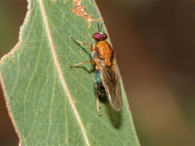 Anacanthella (genus) (A soldier fly) at McKellar, ACT - 12 Nov 2024 by AlisonMilton