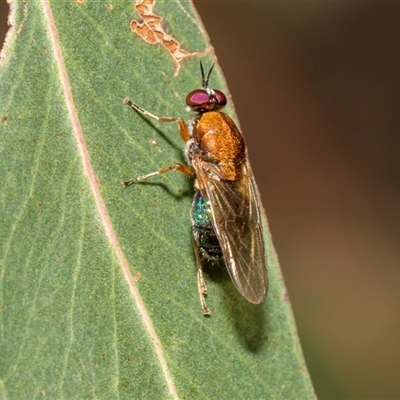 Anacanthella (genus) (A soldier fly) at McKellar, ACT - 12 Nov 2024 by AlisonMilton