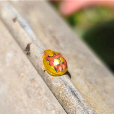 Paropsisterna nobilitata (Leaf beetle, Button beetle) at Anembo, NSW - 19 Dec 2024 by Csteele4