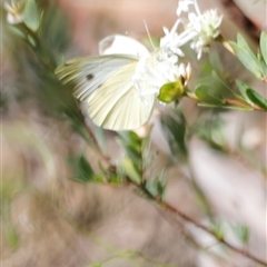 Pieris rapae at Kaputar, NSW - 19 Dec 2024 by JimL