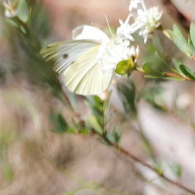 Pieris rapae at Kaputar, NSW - 19 Dec 2024 by JimL