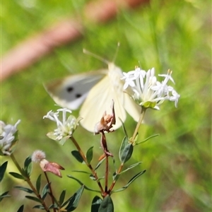 Pieris rapae at Kaputar, NSW - 19 Dec 2024 03:11 PM