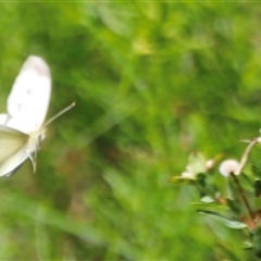 Pieris rapae at Kaputar, NSW - 19 Dec 2024 03:11 PM