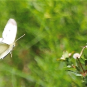 Pieris rapae at Kaputar, NSW - 19 Dec 2024 03:11 PM