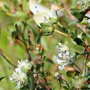 Pieris rapae at Kaputar, NSW - 19 Dec 2024 03:11 PM