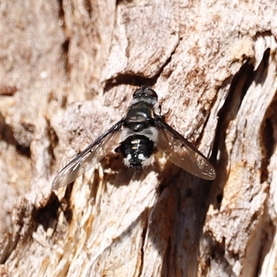 Thraxan sp. (genus) (A bee fly) at Kaputar, NSW - 19 Dec 2024 by JimL