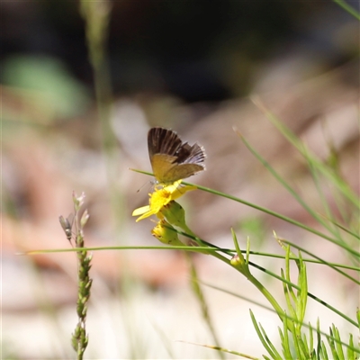 Unidentified Butterfly (Lepidoptera, Rhopalocera) at Kaputar, NSW - 19 Dec 2024 by JimL