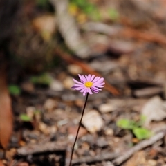 Unidentified Daisy at Kaputar, NSW - 19 Dec 2024 by JimL