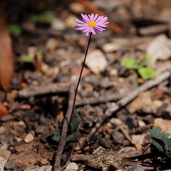 Brachyscome sp. at Kaputar, NSW - 20 Dec 2024 02:14 AM