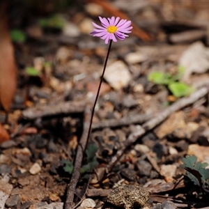 Brachyscome sp. at Kaputar, NSW - 20 Dec 2024 02:14 AM