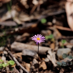 Brachyscome sp. at Kaputar, NSW - 20 Dec 2024 02:14 AM