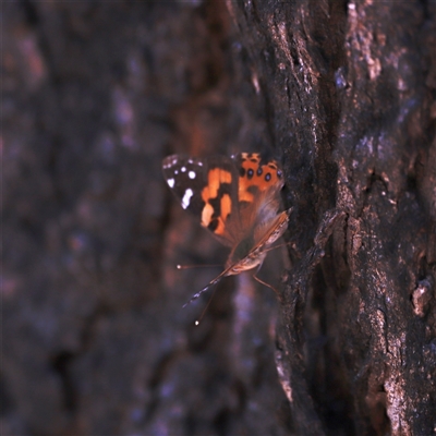 Vanessa kershawi (Australian Painted Lady) at Kaputar, NSW - 19 Dec 2024 by JimL