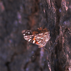 Vanessa kershawi at Kaputar, NSW - 19 Dec 2024 03:14 PM