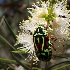 Eupoecila australasiae at Murrumbateman, NSW - 19 Dec 2024