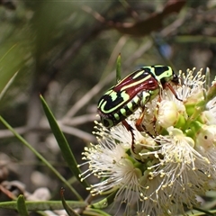 Eupoecila australasiae at Murrumbateman, NSW - 19 Dec 2024