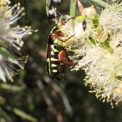 Eupoecila australasiae at Murrumbateman, NSW - 19 Dec 2024