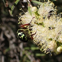 Eupoecila australasiae at Murrumbateman, NSW - 19 Dec 2024