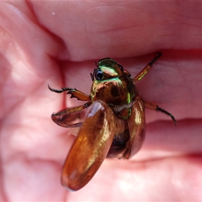 Anoplognathus brunnipennis (Green-tailed Christmas beetle) at Murrumbateman, NSW - 19 Dec 2024 by SimoneC