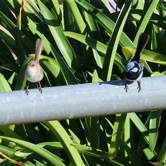 Malurus cyaneus (Superb Fairywren) at Old Tallangatta, VIC - 19 Dec 2024 by KylieWaldon