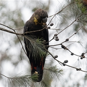 Calyptorhynchus lathami lathami at Penrose, NSW - suppressed